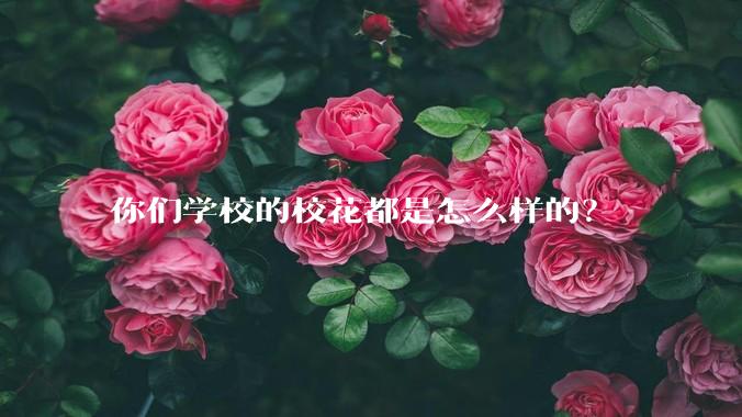 你们学校的校花都是怎么样的？